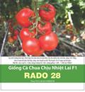 Hạt giống Cà chua chịu nhiệt lai F1 Rado 28