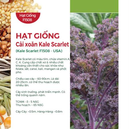 Hạt giống Cải xoăn Kale tím Scarlet - Red Russian Kale