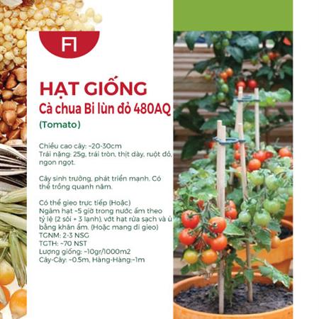 Hạt giống Cà chua bi lùn đỏ