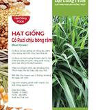 Hạt giống cỏ Ruzi chịu hạn chịu bóng râm 100gr