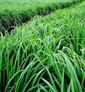Hạt giống cỏ Ghine, cỏ sả lá lớn Mombasa Ghine - Gói 500gr