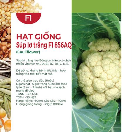 Hạt giống Súp lơ trắng F1 Rado 346  - Bông cải trắng