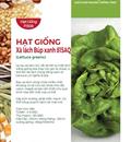 Hạt giống xà lách búp 45 - Gói 5gr