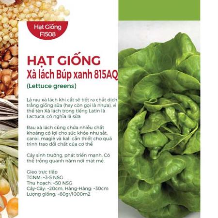 Hạt giống xà lách búp 45 - Gói 5gr